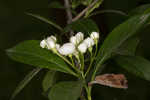 Hillside hawthorn